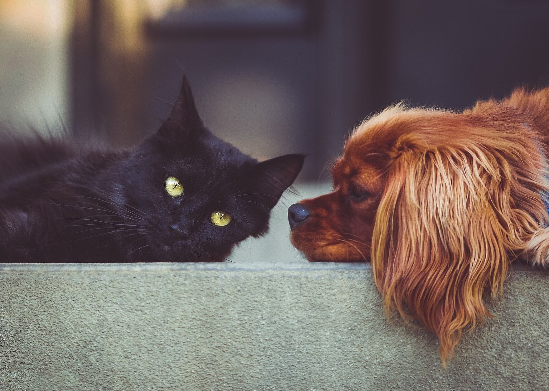 A dog and cat lying next to each other 