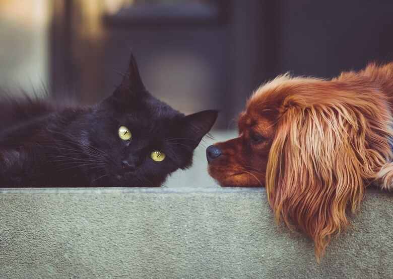 Hund und Katze liegen nebeneinander